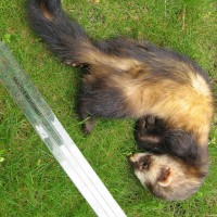 Ferret Polecat